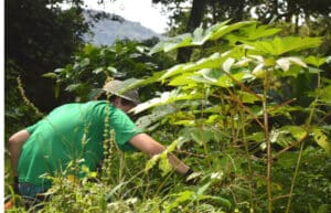 Costa Rica - Sustainable Organic Coffee Farming17