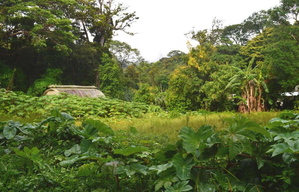 Costa Rica - Sustainable Organic Coffee Farming18