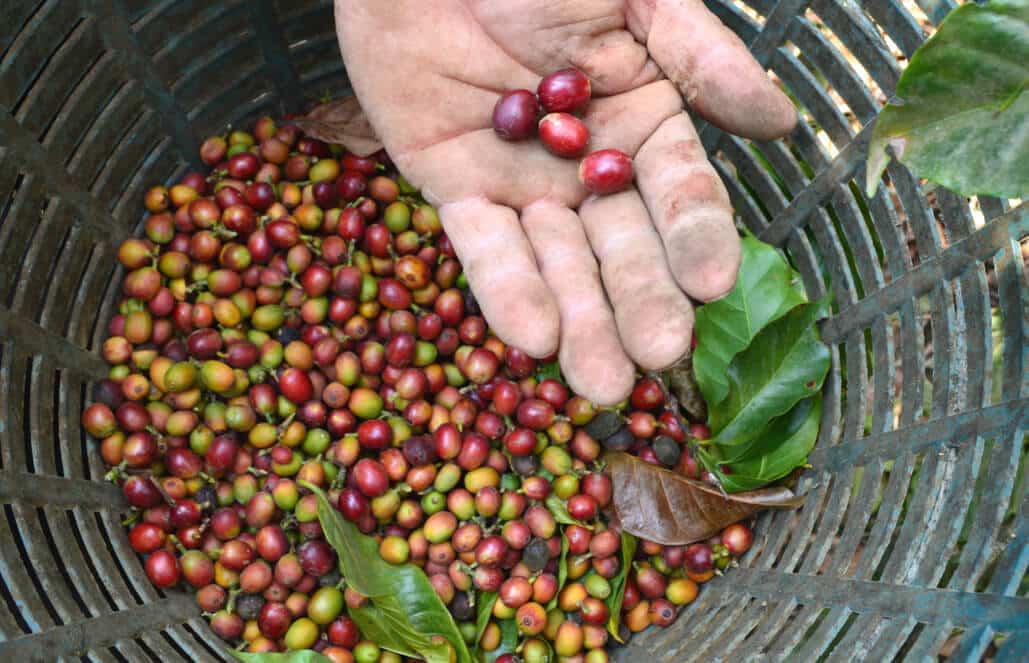 Costa Rica - Sustainable Organic Coffee Farming7