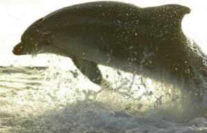 Croatia - Bottlenose Dolphin Conservation13