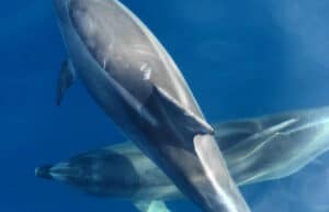 Croatia - Bottlenose Dolphin Conservation14