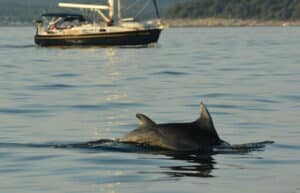 Croatia - Bottlenose Dolphin Conservation22