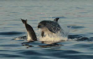 Croatia - Bottlenose Dolphin Conservation5