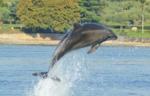 Croatia - Bottlenose Dolphin Conservation6