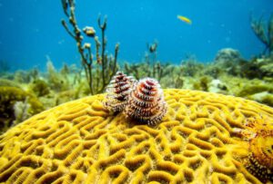 Cuba - Island Seaside Conservation2