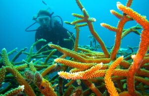 Cuba - Island Seaside Conservation9