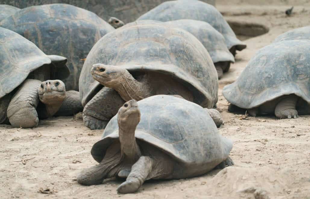 Ecuador - Giant Tortoise and Sea Turtle Conservation in the Galápagos13