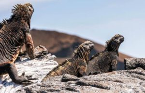 Ecuador - Giant Tortoise and Sea Turtle Conservation in the Galápagos15