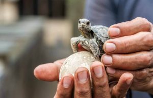 Ecuador - Giant Tortoise and Sea Turtle Conservation in the Galápagos16