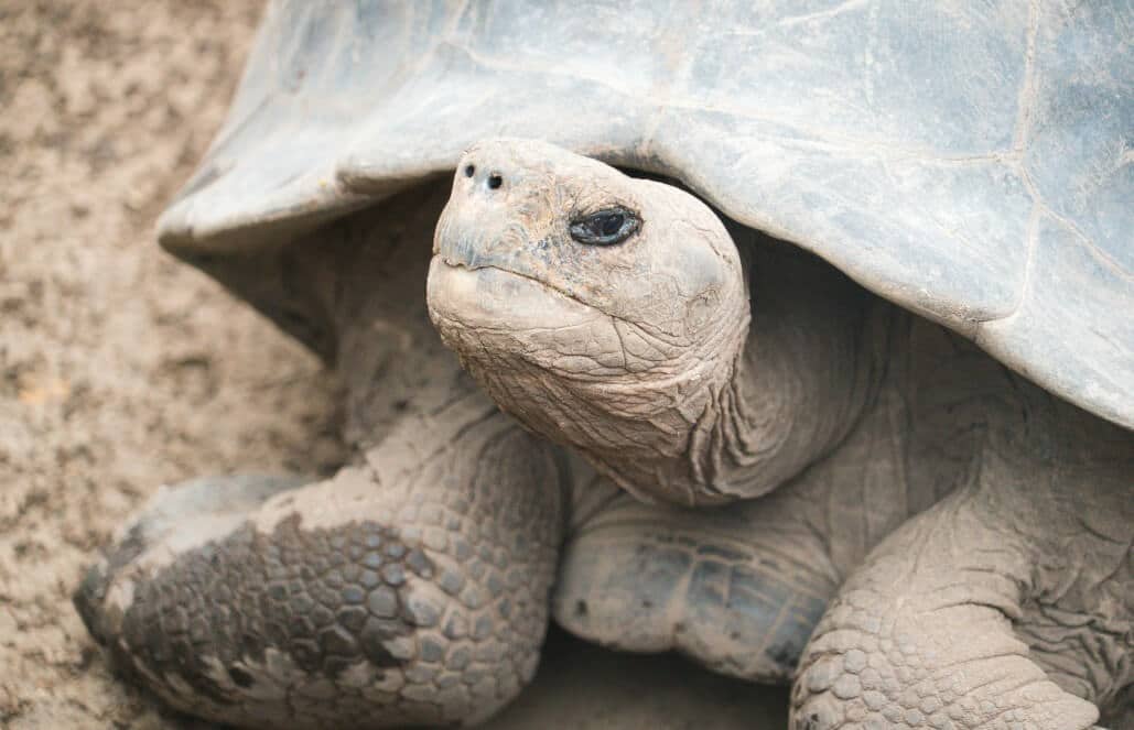 Ecuador - Giant Tortoise and Sea Turtle Conservation in the Galápagos18