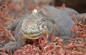 Ecuador - Giant Tortoise and Sea Turtle Conservation in the Galápagos19