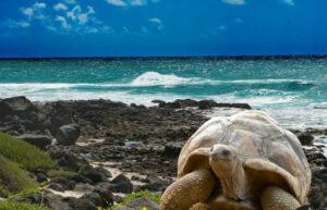 Ecuador - Giant Tortoise and Sea Turtle Conservation in the Galápagos2
