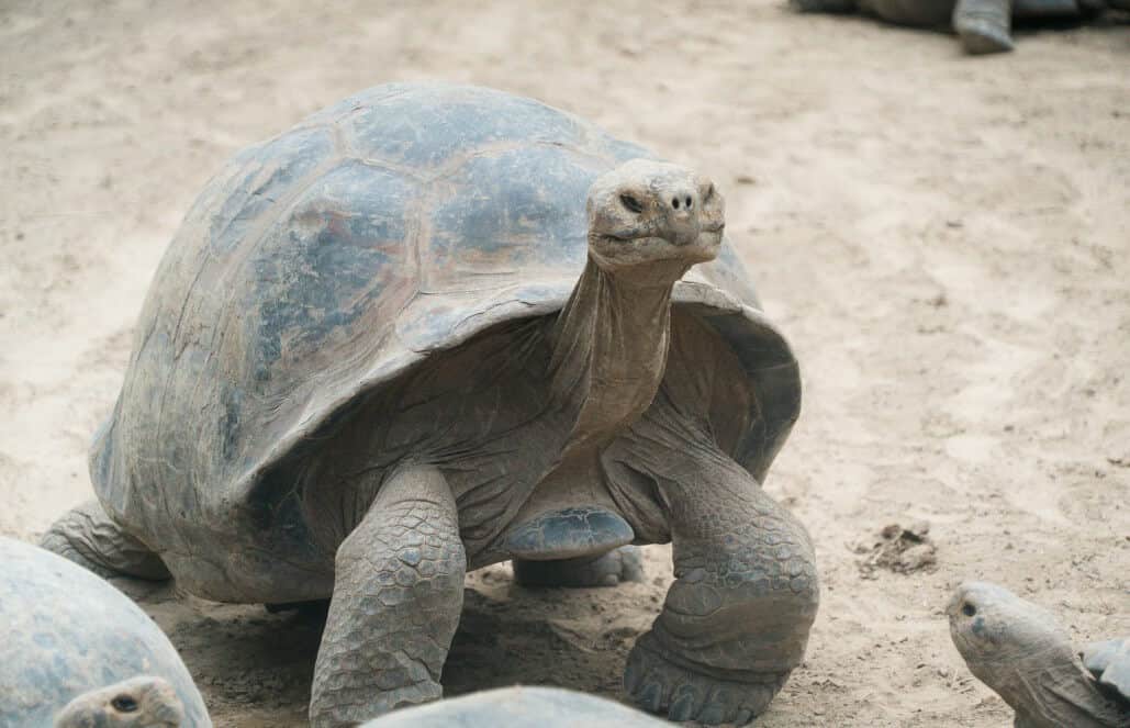 Ecuador - Giant Tortoise and Sea Turtle Conservation in the Galápagos21