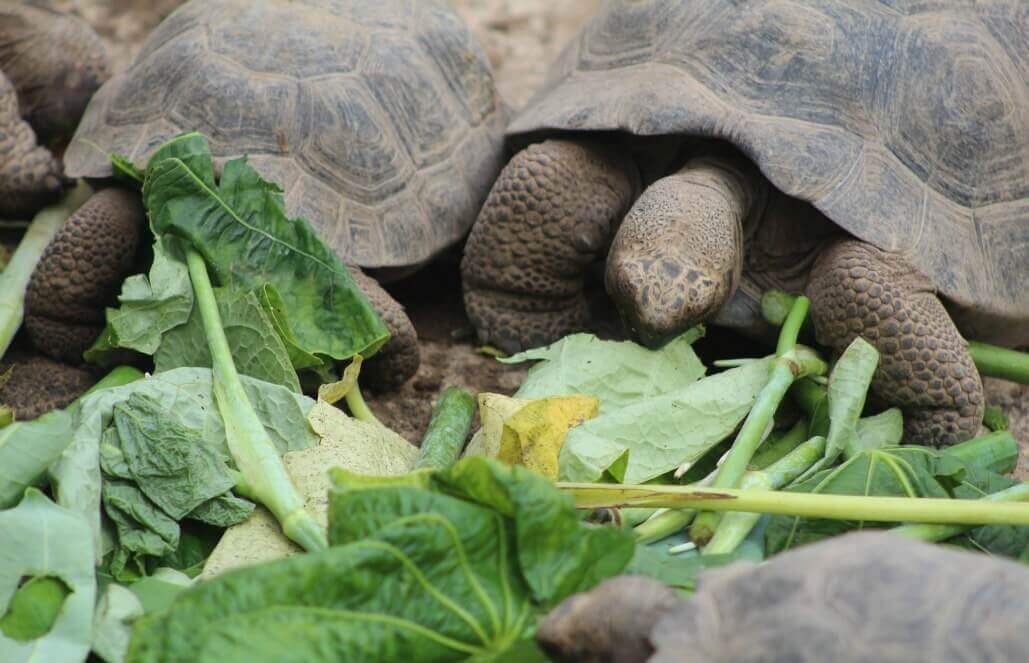 Ecuador - Giant Tortoise and Sea Turtle Conservation in the Galápagos23