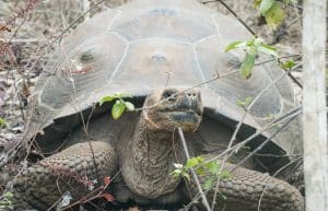 Ecuador - Giant Tortoise and Sea Turtle Conservation in the Galápagos25