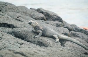 Ecuador - Giant Tortoise and Sea Turtle Conservation in the Galápagos26