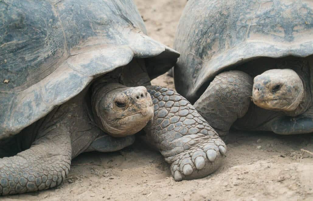Ecuador - Giant Tortoise and Sea Turtle Conservation in the Galápagos29