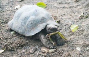 Ecuador - Giant Tortoise and Sea Turtle Conservation in the Galápagos31