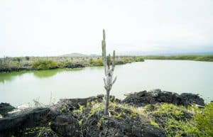 Ecuador - Giant Tortoise and Sea Turtle Conservation in the Galápagos32