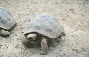 Ecuador - Giant Tortoise and Sea Turtle Conservation in the Galápagos33