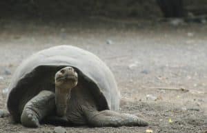 Ecuador - Giant Tortoise and Sea Turtle Conservation in the Galápagos35