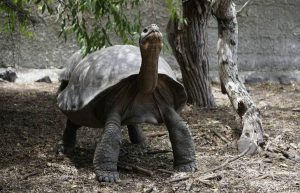 Ecuador - Giant Tortoise and Sea Turtle Conservation in the Galápagos36