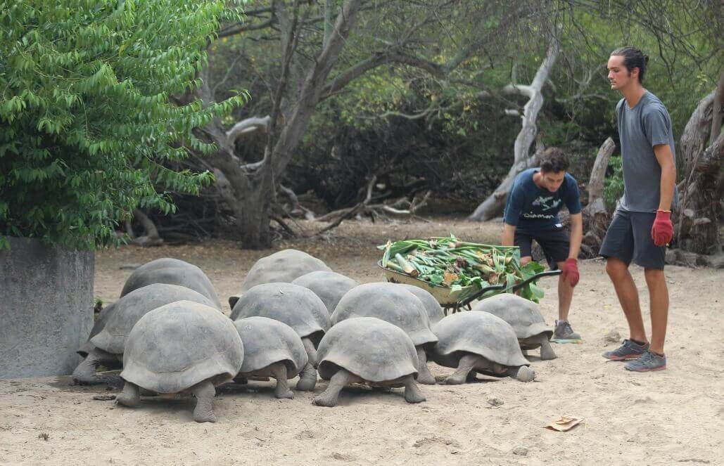 Ecuador - Giant Tortoise and Sea Turtle Conservation in the Galápagos37