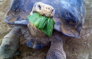 Ecuador - Giant Tortoise and Sea Turtle Conservation in the Galápagos9