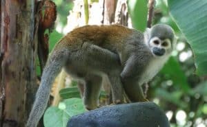 Ecuador - Rainforest Monkey Sanctuary2