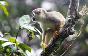 Ecuador - Rainforest Monkey Sanctuary21