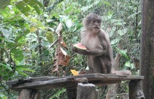 Ecuador - Rainforest Monkey Sanctuary6