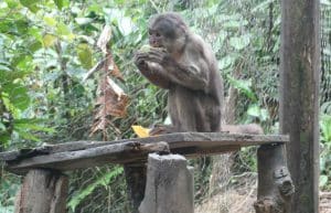 Ecuador - Rainforest Monkey Sanctuary9