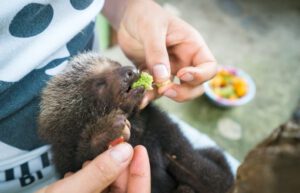 Ecuador - Wild Animal Rescue Shelter11