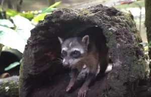 Ecuador - Wild Animal Rescue Shelter12