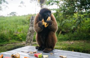 Ecuador - Wild Animal Rescue Shelter21