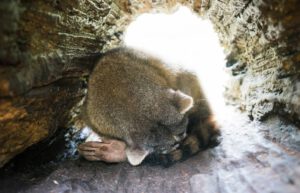 Ecuador - Wild Animal Rescue Shelter24