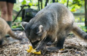 Ecuador - Wild Animal Rescue Shelter26