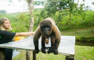 Ecuador - Wild Animal Rescue Shelter32
