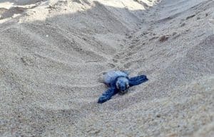 Greece - Family-Friendly Mediterranean Sea Turtle Conservation7