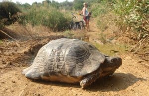 Greece - Mediterranean Sea Turtle Conservation15