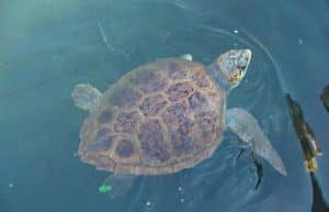 Greece - Mediterranean Sea Turtle Conservation2