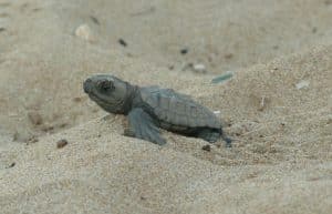 Greece - Mediterranean Sea Turtle Conservation4
