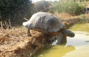 Greece - Mediterranean Sea Turtle Conservation7