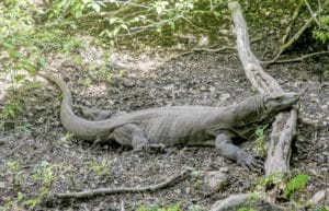 Indonesia - Komodo Dragon Conservation15