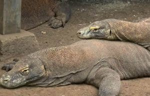 Indonesia - Komodo Dragon Conservation16