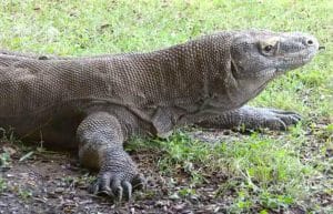 Indonesia - Komodo Dragon Conservation17