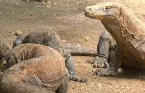 Indonesia - Komodo Dragon Conservation18