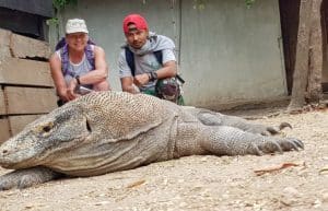 Indonesia - Komodo Dragon Conservation2