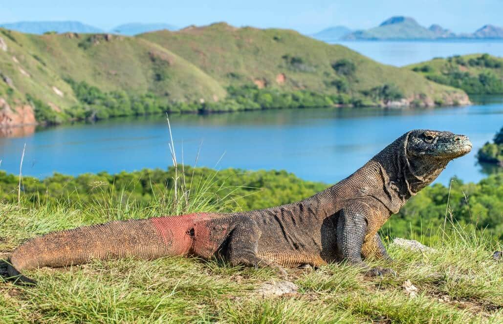 10 Facts About the Endangered Komodo Dragon | GoEco