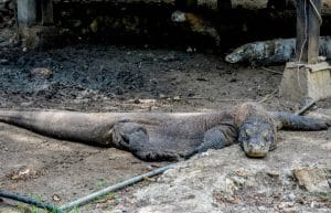 Indonesia - Komodo Dragon Conservation8